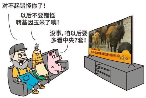 美國母豬為什么假裝懷孕 破解轉基因食品的四大謠言